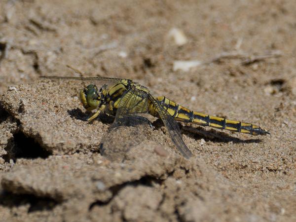 <h3><a href="/trips/ebro/biota/animalia/arthropoda/insecta/003 odonata/040 anisoptera libellulidae/orthetrum cancellatum/orthetrum cancellatum-nl.html">Orthetrum&nbsp;cancellatum</a> / Black‑tailed&nbsp;skimmer / Gewone&nbsp;oeverlibel</h3>OM-1 Mark II met M.300mm F4.0 + MC-14, 1/2000 sec  bij F5.6, ISO 320, afstand 4.46&nbsp;m